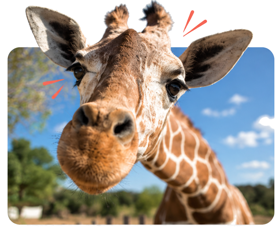 Neugierige Giraffe, deren Ohren und Hörner über den Bildrahmen hinausragen